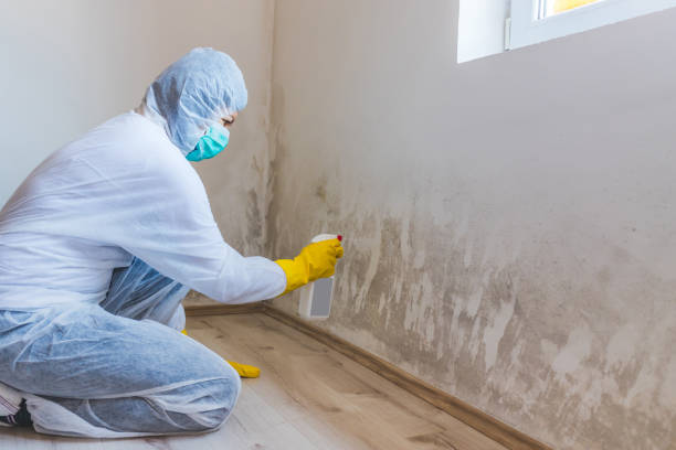 Licensed Basement Mold Removal service in Ashland, NJ - WQB Mold Removal