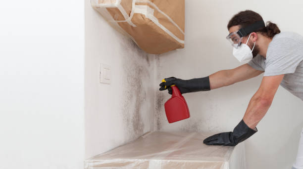 Professional Basement Mold Removal technician working in Ashland, NJ