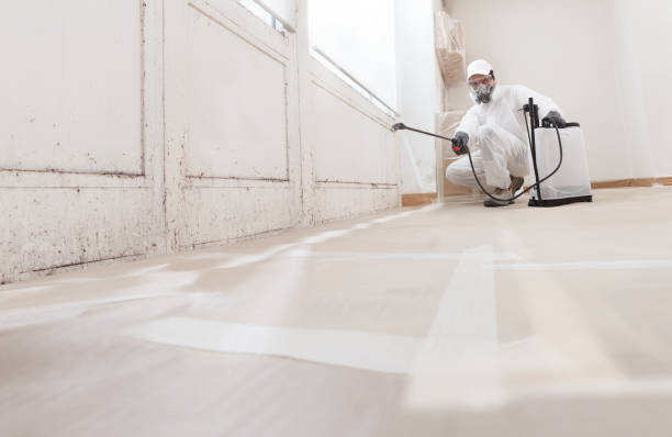 24/7 Emergency Basement Mold Removal experts in Ashland, NJ