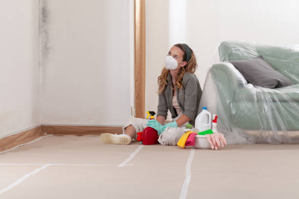 Reliable Basement Mold Removal contractor in Ashland, NJ by WQB Mold Removal