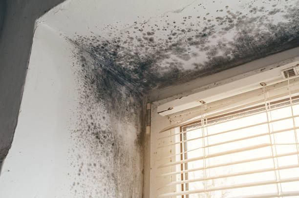 Affordable Basement Mold Removal solutions in Ashland, NJ